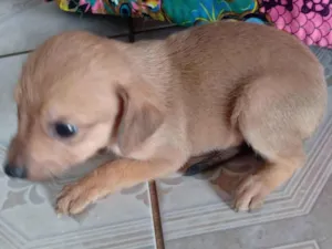 Cachorro raça SRD-ViraLata idade 2 a 6 meses nome Não tem ainda 