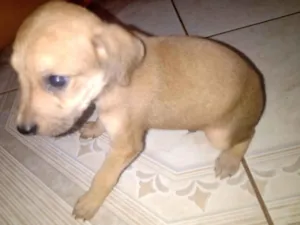 Cachorro raça SRD-ViraLata idade 2 a 6 meses nome Sem nome 