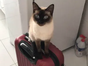 Gato raça Siamês idade 4 anos nome Ulisses 