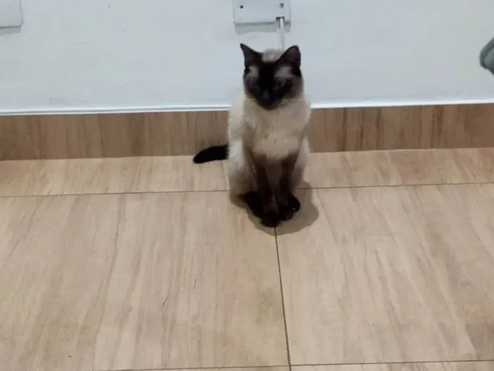 Gato ra a Siamês idade 4 anos nome Ulisses 