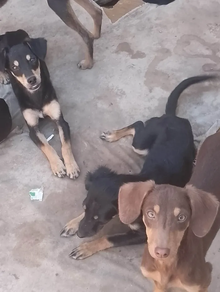 Cachorro ra a SRD-ViraLata idade 1 ano nome Dru