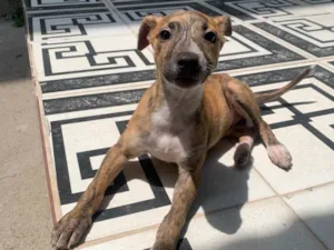 Cachorro raça SRD-ViraLata idade 2 a 6 meses nome Mel 