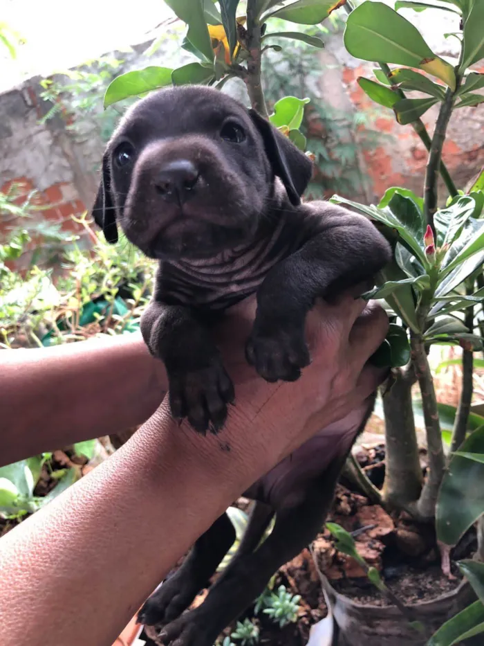 Cachorro ra a SRD-ViraLata idade 2 a 6 meses nome ALF