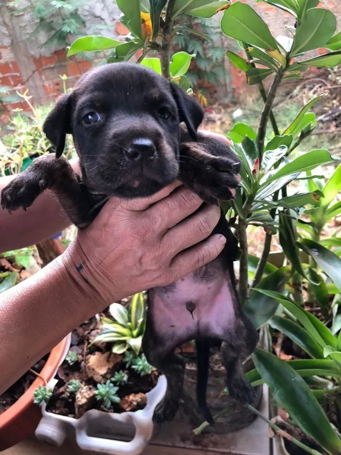 Cachorro ra a SRD-ViraLata idade 2 a 6 meses nome ALF