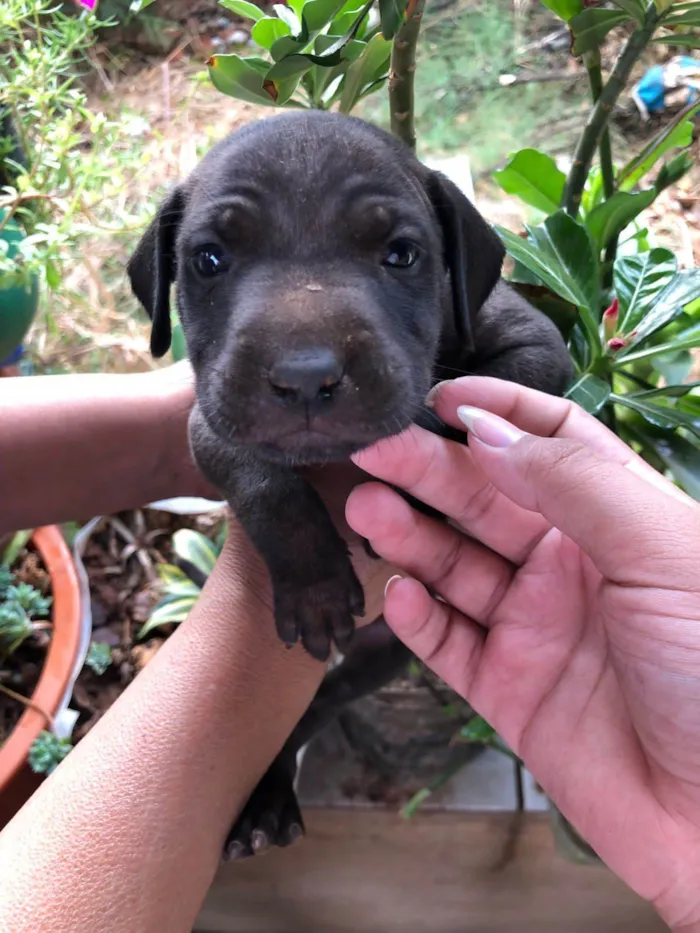 Cachorro ra a SRD-ViraLata idade 2 a 6 meses nome ALF