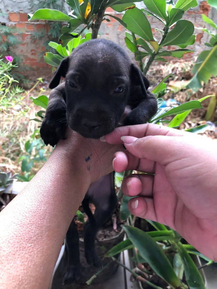 Cachorro ra a SRD-ViraLata idade 2 a 6 meses nome ALF