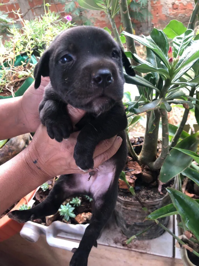 Cachorro ra a SRD-ViraLata idade 2 a 6 meses nome ALF