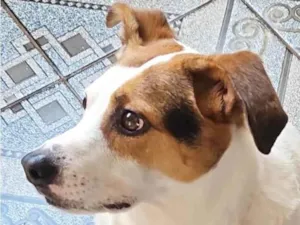 Cachorro raça SRD-ViraLata idade 7 a 11 meses nome Ralf 