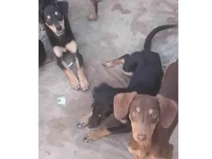 Cachorro raça SRD-ViraLata idade 1 ano nome Dru