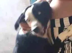 Cachorro raça SRD-ViraLata idade 7 a 11 meses nome Kiara