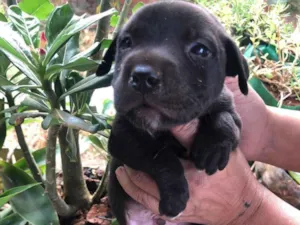 Cachorro raça SRD-ViraLata idade 2 a 6 meses nome ALF