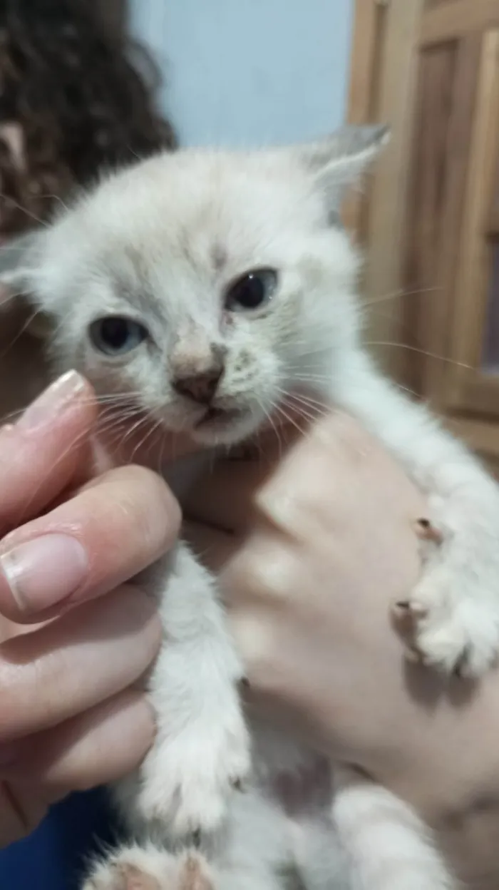 Gato ra a SRD-ViraLata idade 2 a 6 meses nome Gatinhos 