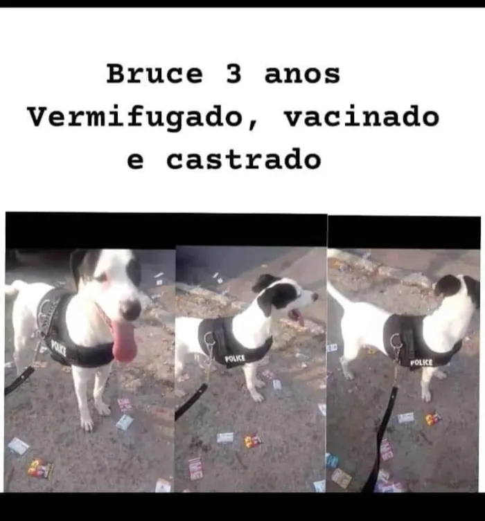 Cachorro ra a SRD-ViraLata idade Abaixo de 2 meses nome Bruce 