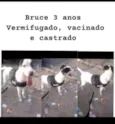 Bruce