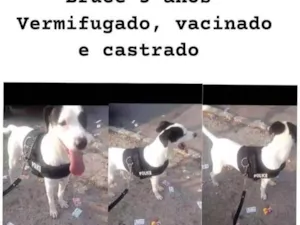 Cachorro raça SRD-ViraLata idade Abaixo de 2 meses nome Bruce 