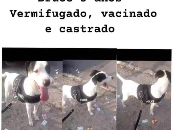 Cachorro ra a SRD-ViraLata idade Abaixo de 2 meses nome Bruce 