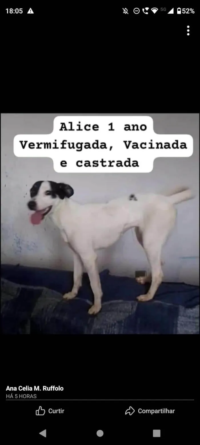 Cachorro ra a SRD-ViraLata idade 1 ano nome Alice 