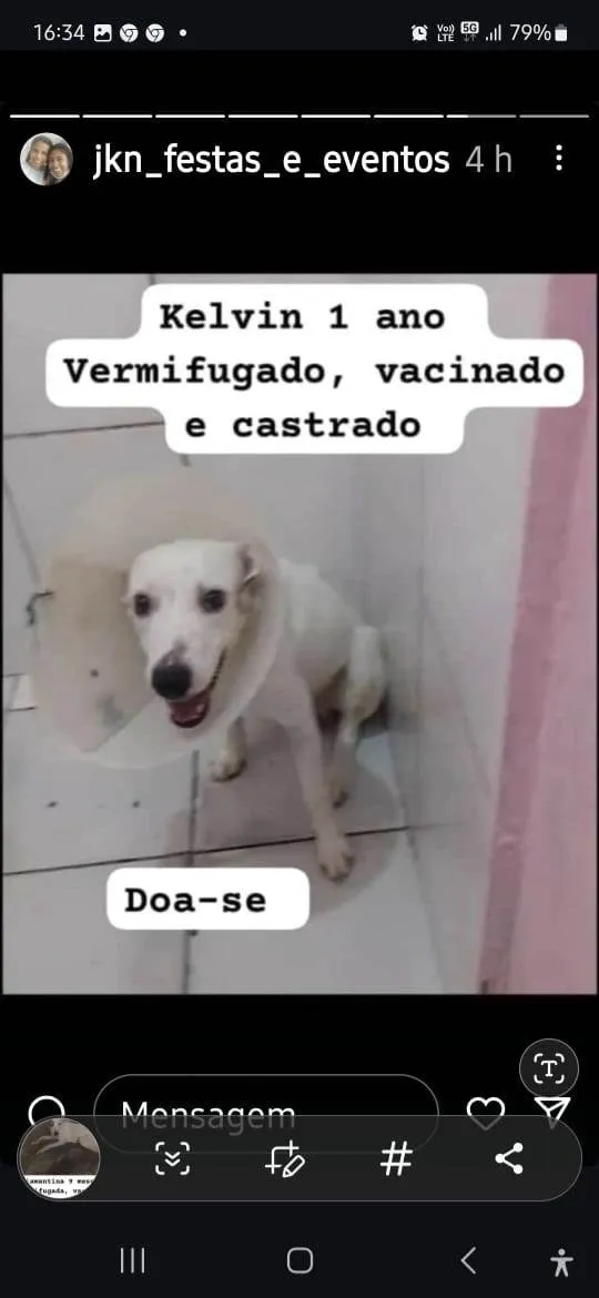 Cachorro ra a SRD-ViraLata idade 1 ano nome Kelvin