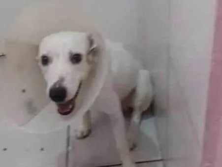 Cachorro ra a SRD-ViraLata idade 1 ano nome Kelvin