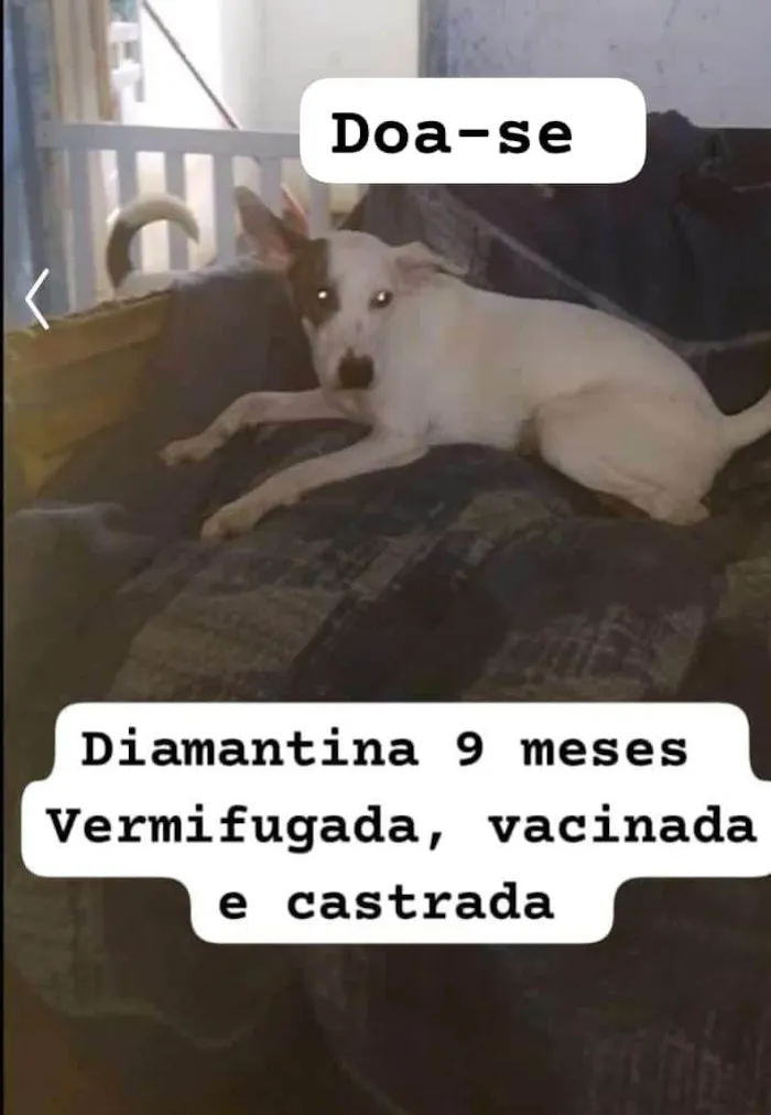 Cachorro ra a SRD-ViraLata idade 7 a 11 meses nome Diamantina 