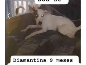 Cachorro raça SRD-ViraLata idade 7 a 11 meses nome Diamantina 