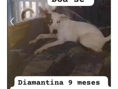 Cachorro raça SRD-ViraLata idade 7 a 11 meses nome Diamantina 