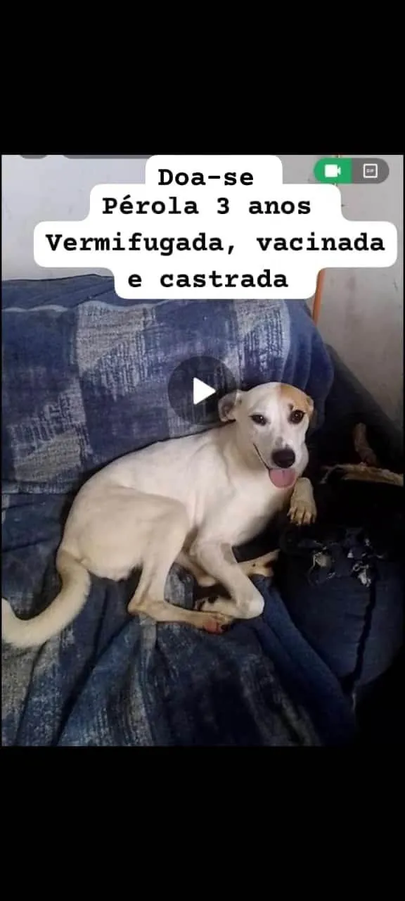 Cachorro ra a SRD-ViraLata idade 3 anos nome Pérola 