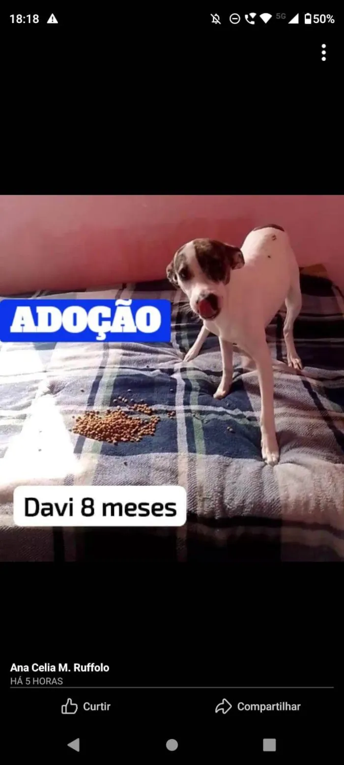 Cachorro ra a SRD-ViraLata idade 7 a 11 meses nome Davi