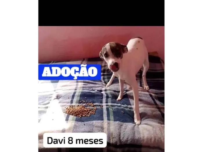 Cachorro ra a SRD-ViraLata idade 7 a 11 meses nome Davi