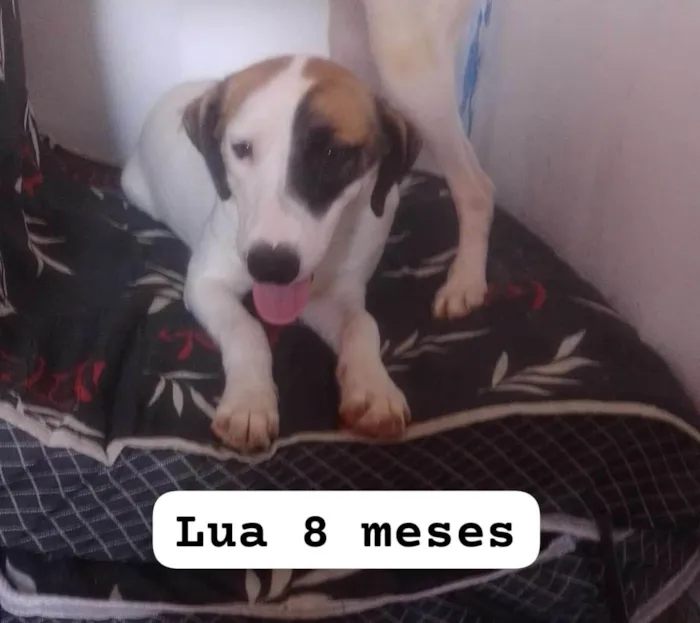 Cachorro ra a SRD-ViraLata idade 7 a 11 meses nome Lua