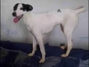 Cachorro raça SRD-ViraLata idade 1 ano nome Alice 