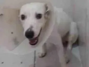 Cachorro raça SRD-ViraLata idade 1 ano nome Kelvin