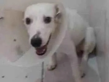 Cachorro raça SRD-ViraLata idade 1 ano nome Kelvin