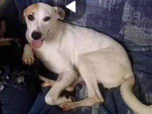 Cachorro raça SRD-ViraLata idade 3 anos nome Pérola 