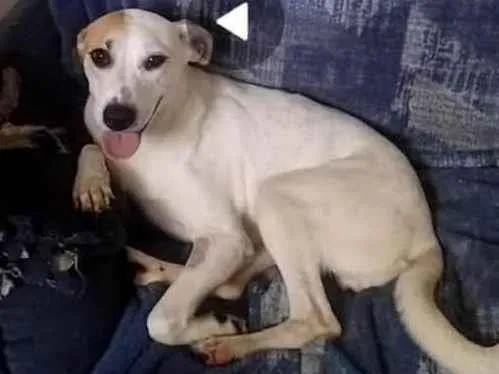 Cachorro ra a SRD-ViraLata idade 3 anos nome Pérola 