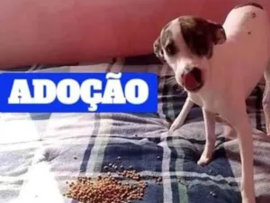 Cachorro raça SRD-ViraLata idade 7 a 11 meses nome Davi