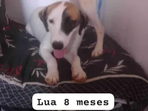 Cachorro raça SRD-ViraLata idade 7 a 11 meses nome Lua