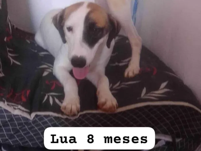 Cachorro ra a SRD-ViraLata idade 7 a 11 meses nome Lua