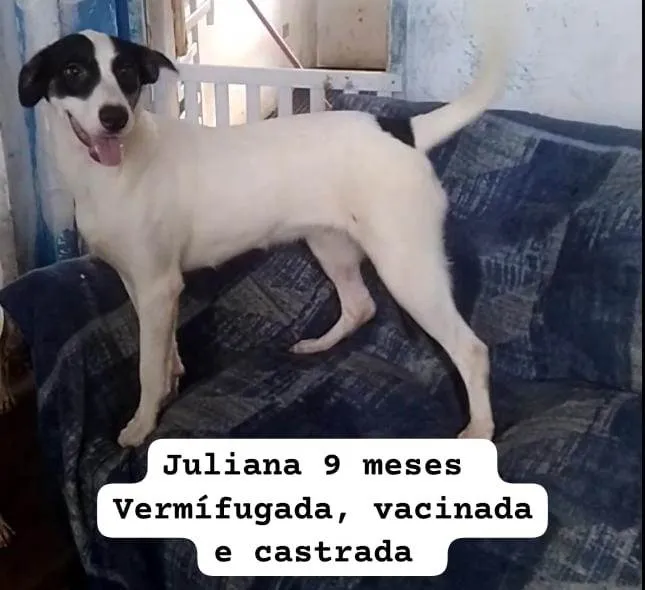 Cachorro ra a SRD-ViraLata idade 7 a 11 meses nome Juliana