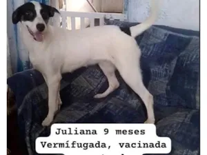 Cachorro raça SRD-ViraLata idade 7 a 11 meses nome Juliana