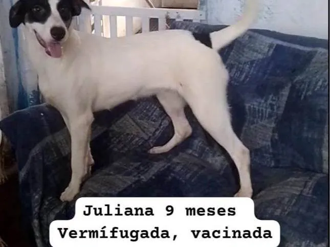 Cachorro ra a SRD-ViraLata idade 7 a 11 meses nome Juliana