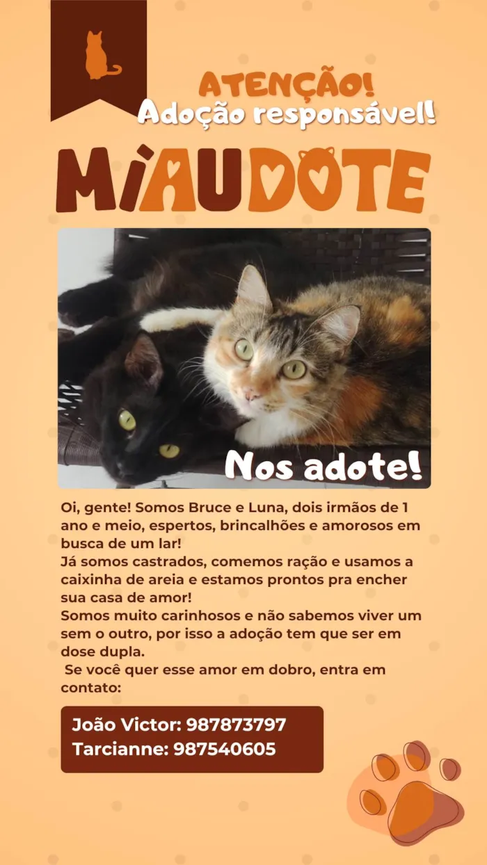 Gato ra a SRD-ViraLata idade 2 anos nome Bruce e Luna