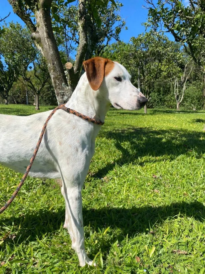 Cachorro ra a SRD-ViraLata idade 7 a 11 meses nome Fergie