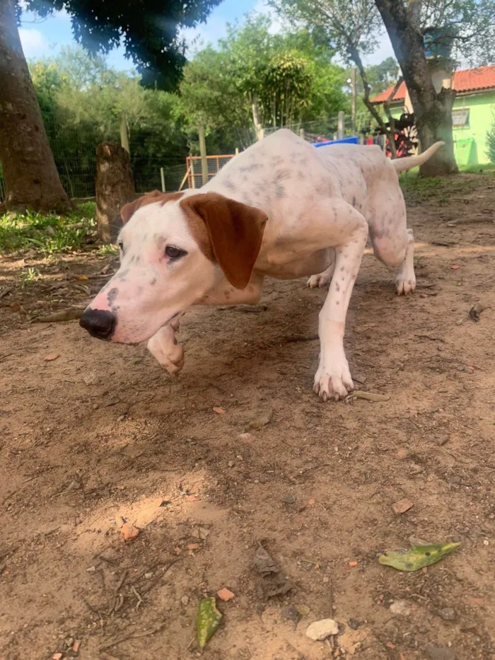 Cachorro ra a SRD-ViraLata idade 7 a 11 meses nome Fergie