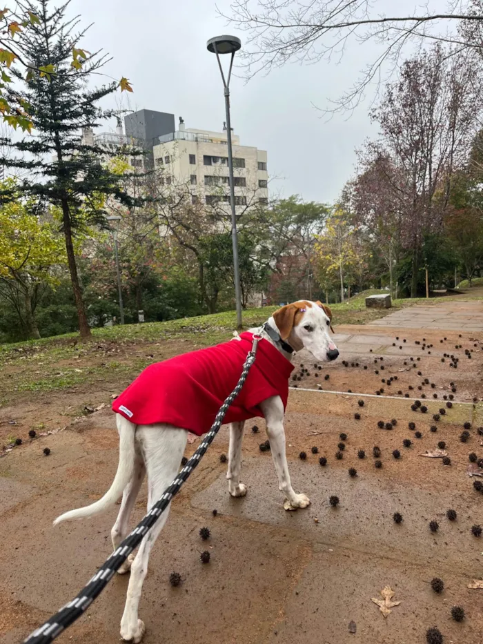 Cachorro ra a SRD-ViraLata idade 7 a 11 meses nome Fergie