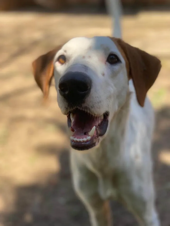 Cachorro ra a SRD-ViraLata idade 7 a 11 meses nome Fergie