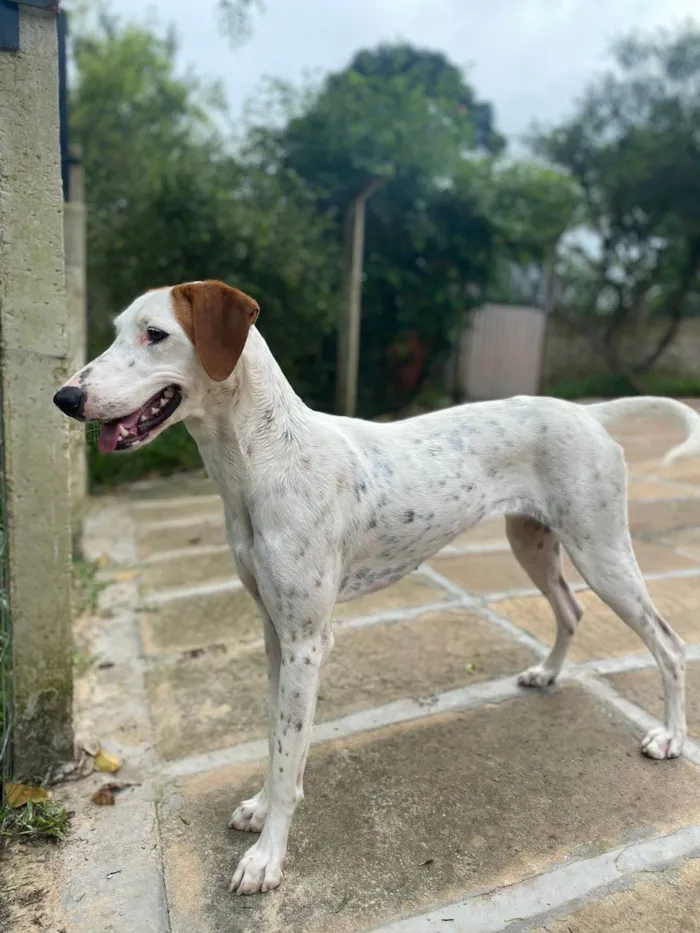 Cachorro ra a SRD-ViraLata idade 7 a 11 meses nome Fergie