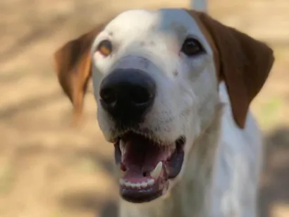 Cachorro raça SRD-ViraLata idade 7 a 11 meses nome Fergie