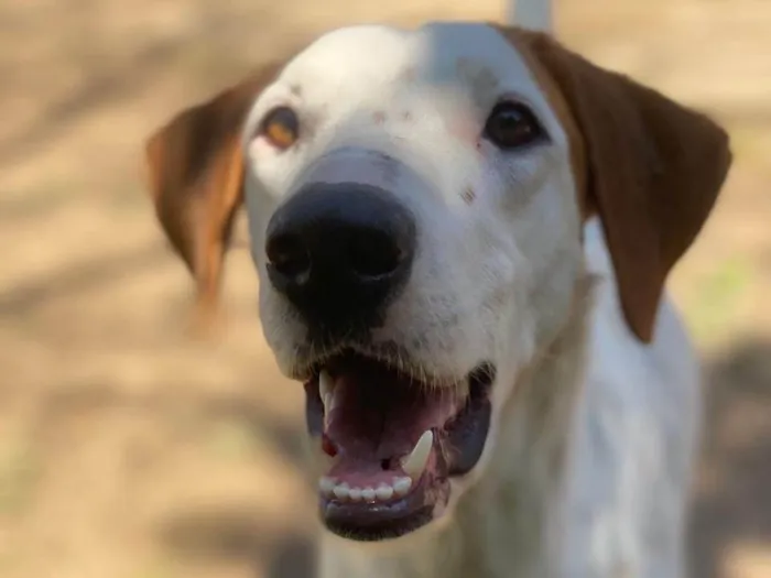 Cachorro ra a SRD-ViraLata idade 7 a 11 meses nome Fergie