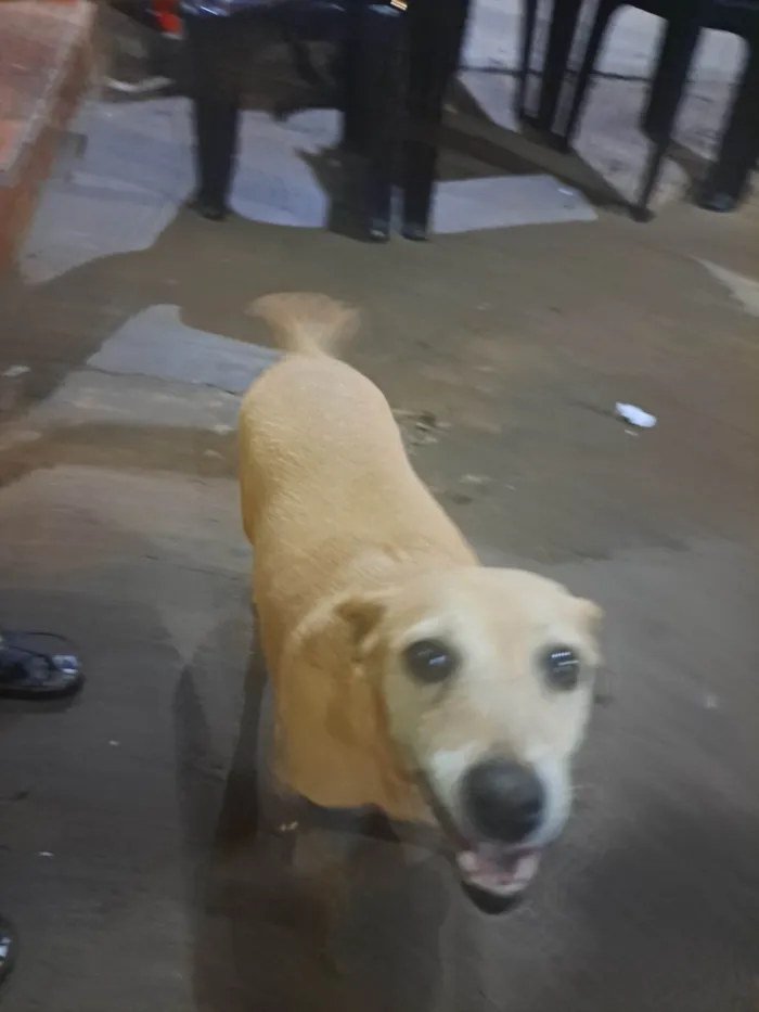 Cachorro ra a SRD-ViraLata idade 4 anos nome Nina